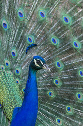 Portrait of Indian peafowl - JUNF000537