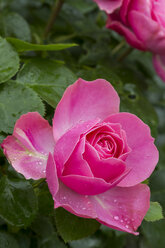 Rosa Rosenblüte mit Wassertropfen - JUNF000540