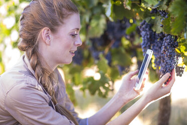 Woman in vineyard taking picture of grapes - ZEF009338