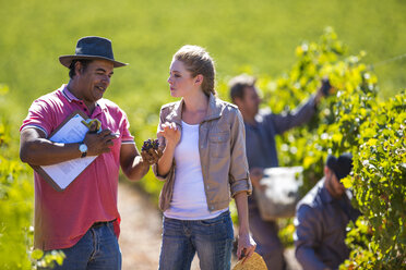 Mann und Frau im Weinberg bei der Prüfung von Weintrauben - ZEF009350
