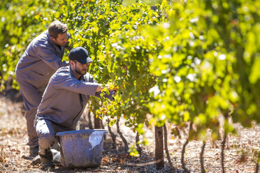 Two men harvesting grapes in vineyard - ZEF009351