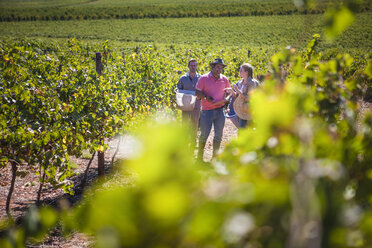 People walking through vineyard - ZEF009352