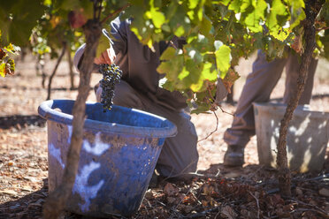 Man harvesting red grapes in vineyard - ZEF009353