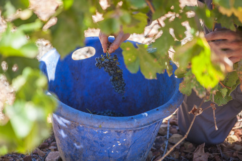 Mann erntet rote Trauben im Weinberg, lizenzfreies Stockfoto