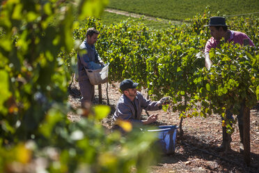 Grape harvest in vineyard - ZEF009355