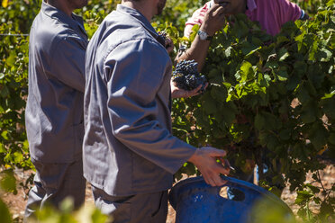 Grape harvest in vineyard - ZEF009356
