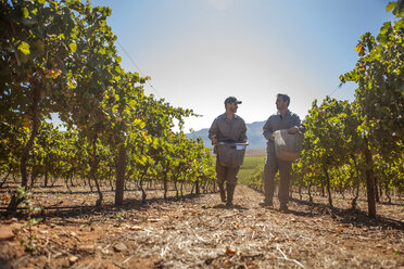 Two men carrying buckets in vineyard - ZEF009357