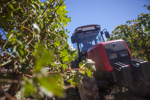 Traktor im Weinberg, lizenzfreies Stockfoto