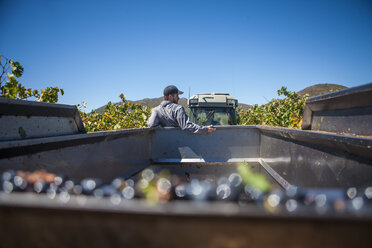 Grape harvest - ZEF009362