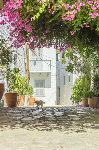 Greece, Hydra, walking cat in the shadow stock photo