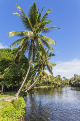 Guama, Lago del Tresoro, Palmen am Flussufer - MABF000370
