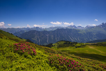Deutschland, Bayern, Allgäu, Allgäuer Alpen, blühende Alpenrosen auf einer Bergwiese - WGF000913