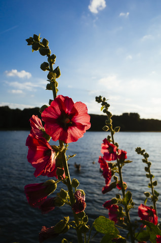 Deutschland, Hibiskusblüte, Decksteiner Teich im Naherholungsgebiet bei Köln, lizenzfreies Stockfoto