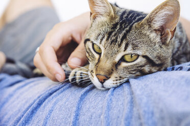 Porträt einer getigerten Katze, die auf der Brust eines Mannes liegt - GEMF000942