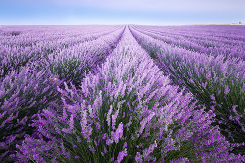 France, Provence, lavender fields stock photo