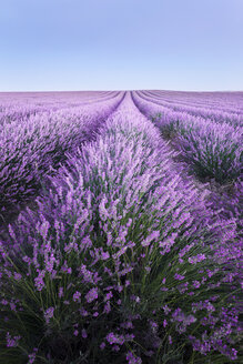 France, Provence, lavender fields - EPF000127