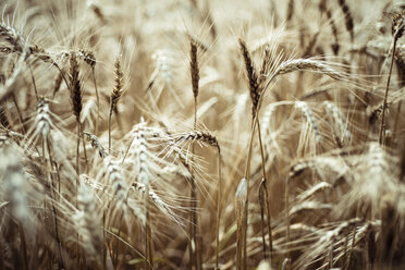 Spikes of barley field - CZF000261