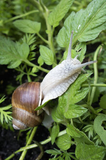 Essbare Schnecke, Helix pomatia - NDF000586