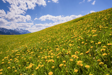 Feld mit Löwenzahn, lizenzfreies Stockfoto