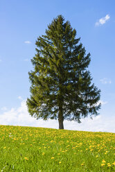 Löwenzahnfeld und einzelner Tannenbaum - WGF000916