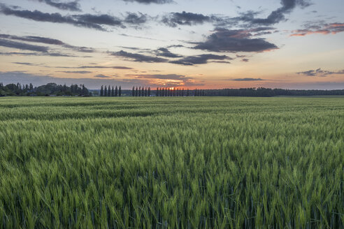 Deutschland, Niedersachsen, Feld bei Sonnenuntergang - PVCF000866