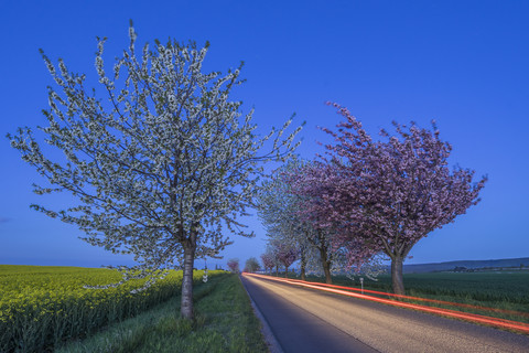 Deutschland, blühende Kirschbäume an der Landstraße, blaue Stunde, lizenzfreies Stockfoto