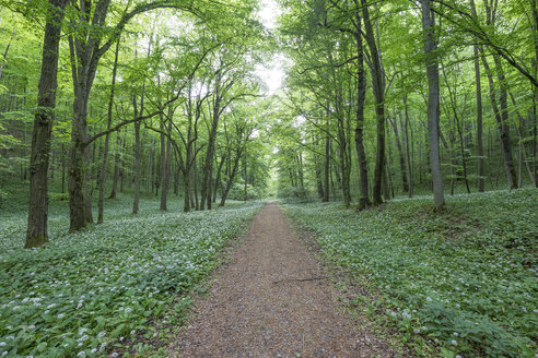 Deutschland, Hainich, Blühendes Lösegeld im Nationalpark Hainich - PVCF000869