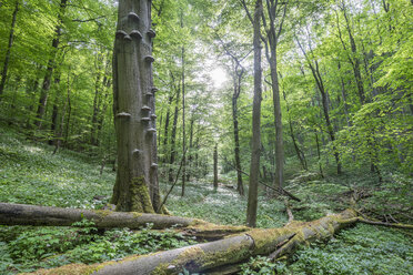 Deutschland, Hainich, Blühendes Lösegeld im Nationalpark Hainich - PVCF000870