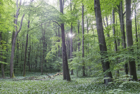 Deutschland, Hainich, Blühendes Lösegeld im Nationalpark Hainich - PVCF000871