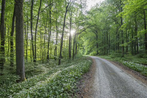 Deutschland, Hainich, Blühendes Lösegeld im Nationalpark Hainich - PVCF000872