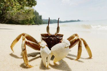 Thailand, Tubkaek, hornäugige Geisterkrabbe am Strand - JATF000896