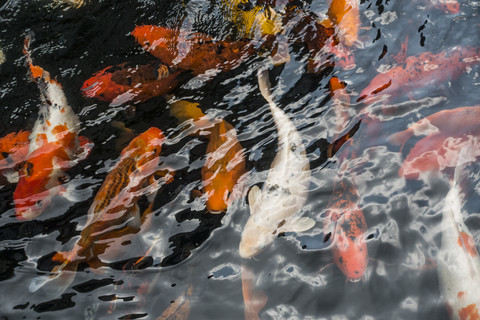 Kois in einem Teich, lizenzfreies Stockfoto