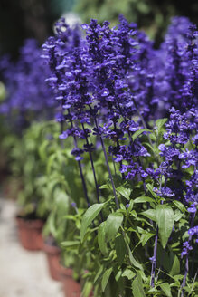 Blue salvia at the flower market - BZF000319