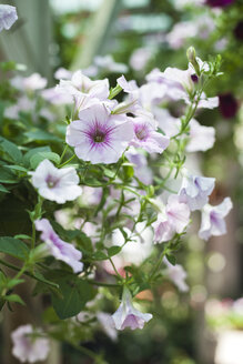 Nahaufnahme von Petunien, blühende Blumen - BZF000321