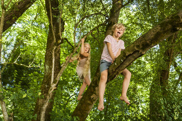 Little boy and his sister climbing on a tree in the forest - TCF005033