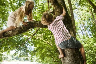 Little boy and his sister climbing on a tree in the forest - TCF005040