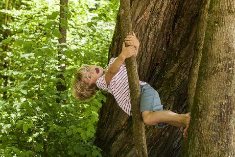 Kleiner Junge klettert auf einen Baum, lizenzfreies Stockfoto