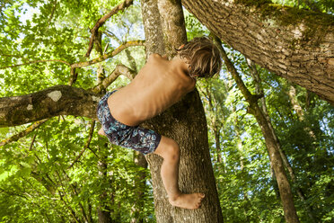 Rückenansicht eines kleinen Jungen, der auf einen Baum im Wald klettert - TCF005047