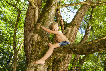 Kleiner Junge klettert auf einen Baum im Wald - TCF005049