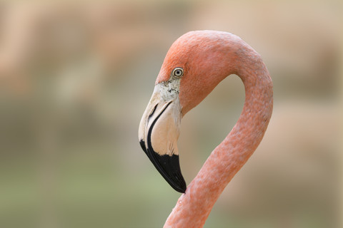 Porträt eines Flamingos, lizenzfreies Stockfoto