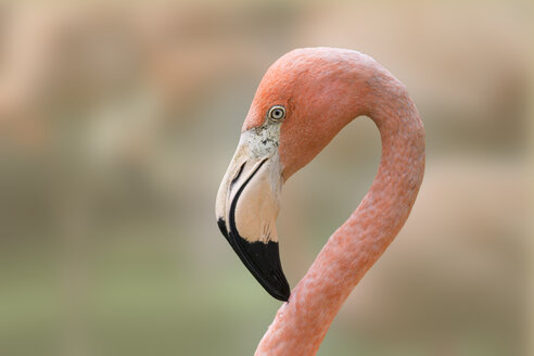 Portrait of a flamingo - ERLF000184