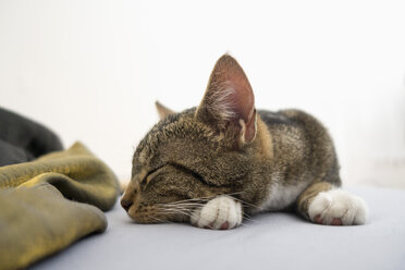 Getigerte Katze schläft auf dem Bett - NDF000587