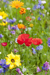 Mohnblumen auf einem Blumenfeld - CSF027513