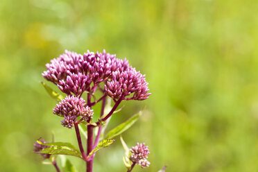 Eutrochium purpureum - CSF027515