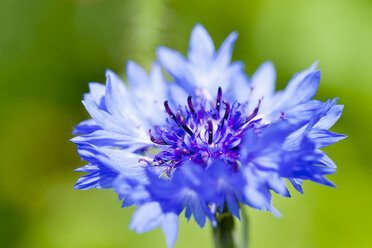 Cornflower - CSF027520