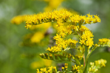 Goldenrod, close-up - CSF027543