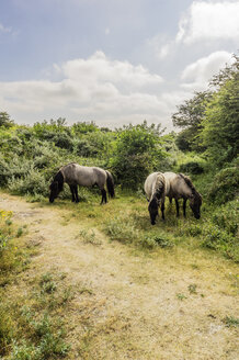 Holland, Zeeland, Walcheren, Naturpark bei Oostkapelle, Wildpferde - THAF001720