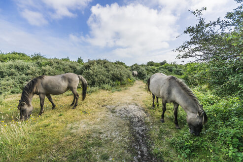 Holland, Zeeland, Walcheren, Naturpark bei Oostkapelle, Wildpferde - THAF001721