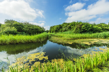 Holland, Zeeland, Walcheren, Nature Reserve near Oostkapelle - THAF001722