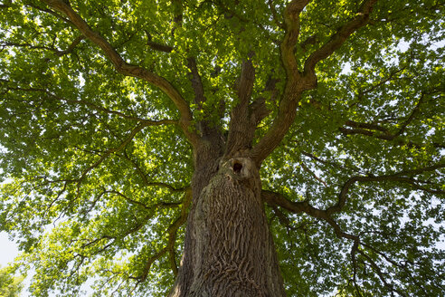 Germany, Bavaria, Lower Franconia, Pedunculate Oak, Quercus robur - SIEF007073